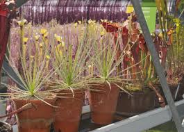 Image result for Cyanastrum johnstonii