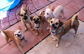 Find an animal shelter or rescue group. About Our Dog Shelter Non Profit Arizona Small Dog Rescue