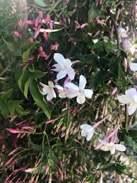 Image result for Jasminum