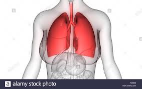 This can effectively educate everyone on the female human body. Female Anatomy Of Internal Organs With Skeleton Rear And Front Views Stock Photo Alamy