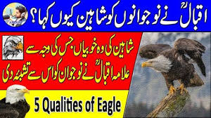 Shaheen Why Does Iqbal Use Shaheen For Youths 5 Qualities Of An Eagle Youth Inspirational Speaker Educational Videos