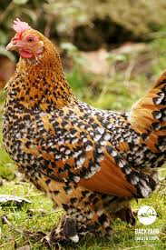 Black And White Speckled Chicken Breed Bantams Bantams Bantams Bantam Chickens Bantam Chicken Breeds Chicken Breeds