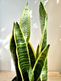 Image result for Uvaria laurentii