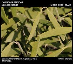 Image result for Salvadoraceae