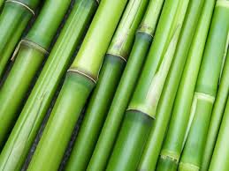 But before running out and getting some for your yard, you need to do a bit of planning and preparation. How To Start A Bamboo Farm Farm Animals