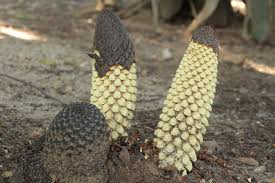 Image result for Balanophoraceae