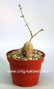 Image result for Kedrostis nana