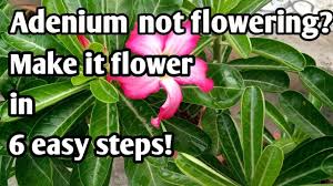 How To Make An Adenium Flower In 6 Easy Steps Youtube Rose Plant Care Adenium Desert Rose Plant
