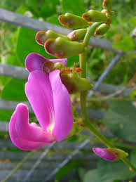 Image result for Canavalia cathartica