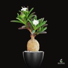 Image result for Chlorophytum macrorrhizum