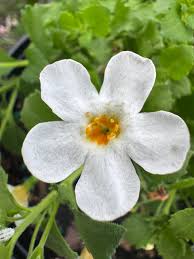 Image result for foto bacopa