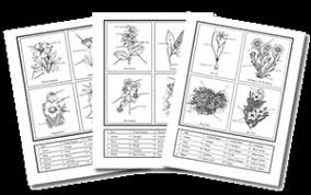 Science notebooks life science biology labs science cells coloring pages plant cell science themes homeschool science science. Coloring Wildflowers