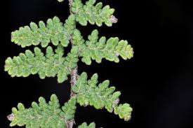 Image result for Cheilanthes schimperi