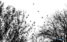 Black and white digital scrapbook paper set. Black And White Bird Wallpapers Group 56
