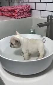 We focus on health, socialization and blue french bulldog puppies. Doy Dinardo Ddinardo Profile Pinterest