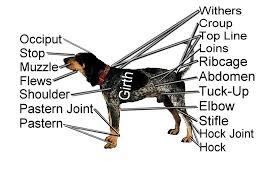 Check spelling or type a new query. The Coonhounds Of America