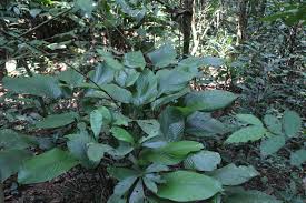 Image result for Sarcophrynium