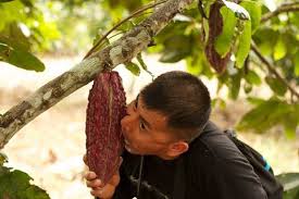 der chocolatetree bringt funf jahre lang leckere schokolade ins haus aber was passiert mit dem kakaobaum eigentlich danach wenn ich d kakao wissen lecker