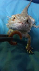 Black Bearded Dragon For Sale Uk Bearded Dragon Http Www Amazon Co Uk Dp B01brj3p2m Beardeddragon Bearded Dragon Cute Baby Bearded Dragon Bearded Dragon Funny