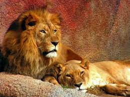 Simba And Nala Animals Beautiful Lion Pictures Wild Animal Wallpaper