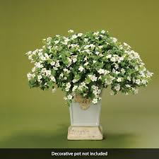 Image result for Bacopa floribunda