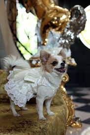 Das hochzeitskleid macht aus einer frau eine braut. Doggydolly Hundemode Fur Mops Und Chihuahua
