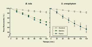 Image result for Oreophyton