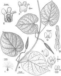 Image result for Telosma africana