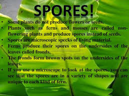 Are there non seed bearing plants? Other Ways Of Reproduction Besides Seeds Ppt Download