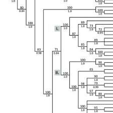 Image result for Polystachya heckmanniana