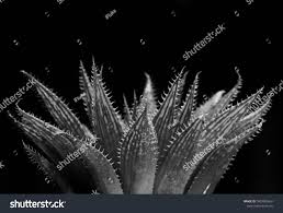 1000 cactus black and white free vectors on ai, svg, eps or cdr. Haworthia Cactus Black And White Abstract Natural Pattern Background And Textures Ad Sponsore Black And White Abstract Patterns In Nature Black And White