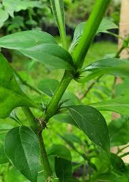 Image result for Barleria pretoriensis