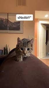 Pin On Cute Kitten Pup World