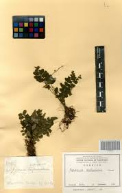 Image result for Asplenium diplazisorum