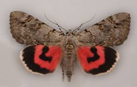 Image result for Catocala electa