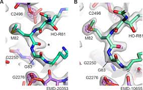 Maybe you would like to learn more about one of these? Structure Of The Bacterial Ribosome At 2 A Resolution Elife