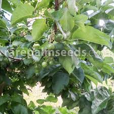 Image result for Vangueria