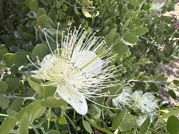 Image result for Capparis cartilaginea