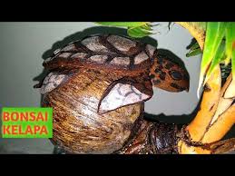 Bonsai Kelapa Sikerdil Gading Oranye Dengan Penyu Sisik By Putra Rahyudha