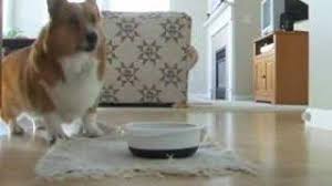 Home depot dance definition / meaning should not be considered complete, up to date, and is not intended to be used in place of a visit, consultation, or advice of a legal, medical, or any other professional. The Best Of Sparky Kibble Dancing Youtube