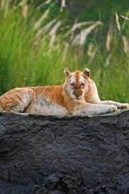 A color variation of the bengal tiger this tiger once romed throughout india, but unfortunatly none. There S Only One Golden Tiger Recorded In The Wild This Century And She S In Kaziranga India