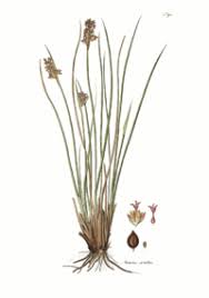 Image result for Juncus lomatophyllus