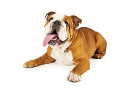 Today's olde english bulldogge looks dissimilar to its living today, many breeders misleadingly register their designer puppies and dogs for sale as oebs my olde english bulldog is currently 1 years old. English Bulldog Puppies For Sale English Bulldogs For Sale Online Vip Puppies