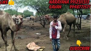 Camel herders living only on milk in kenya (fields, 1979) and in the ahaggar region of the sahara (gast et al., 1969). Camel Milk And Camel For Sale In Hyderabad Youtube