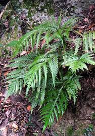 Image result for Tectaria