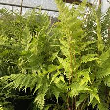 Image result for Athyrium
