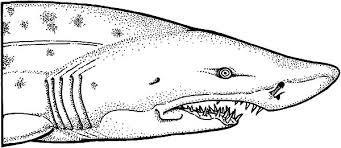 Posted by coloring books at 15:01. Pin On Jaws Coloring Pages