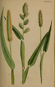 Image result for Cenchrus americanus