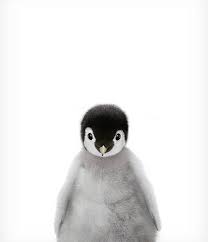 baby penguin print zoo animal nursery the crown prints baby animals nursery art baby room decor nursery animal prints animaux animaux du zoo bebe pingouin