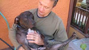 Last surviving dog rescued from ex-NFL Michael Vick's dog fighting ring dies in Oakland | KTVU FOX 2